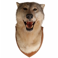 Голова Волка на медальоне чучело 693336
