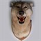 Голова "Волка" на медальоне - фото 1089627