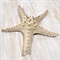 Звезда морская (сувенир) - фото 1236691